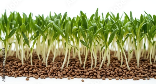 White backdrop with close up of chia seedlings for healthy food inspiration