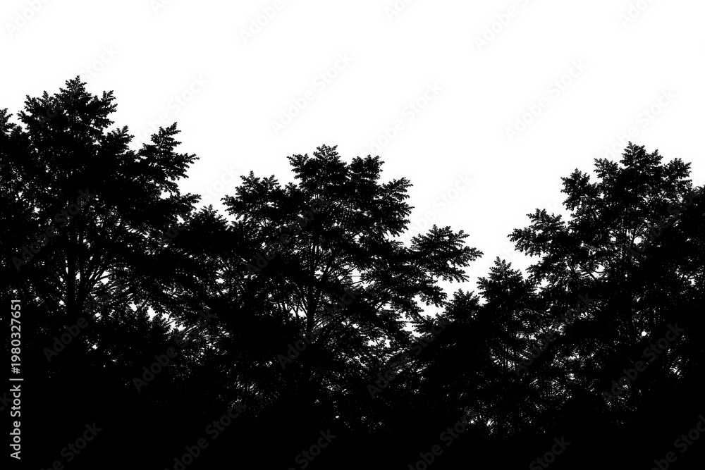 Fototapeta premium A detailed treeline silhouette on a plain white background with intricate leaf shapes