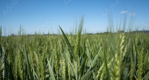 Young wheat plants prospering in a well hydrated agricultural field focusing on sustainable farming beneath sunny clear sky