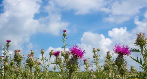 Thistle flowers blooming vibrantly under a bright blue sky filled with soft white clouds