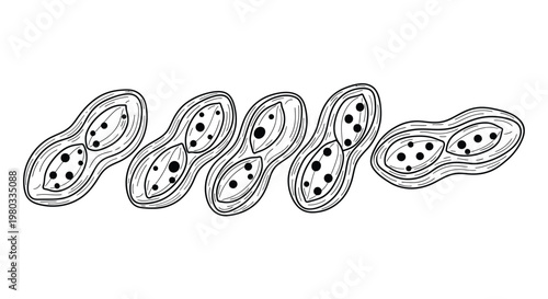 A simple black and white illustration depicts a row of elongated organic shapes with internal dots