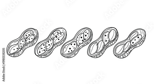A row of five hand drawn peanuts with textured shells and visible seed details are displayed