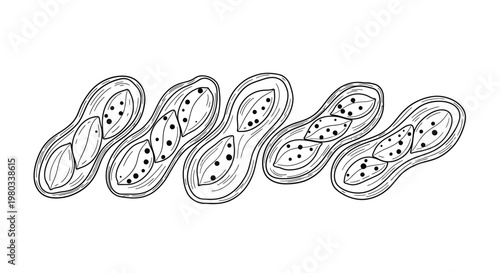 A detailed black and white illustration depicts a row of segmented pod like structures with internal seeds