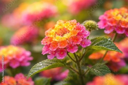 Macro shot of vibrant summer Lantana flowers with shallow focus