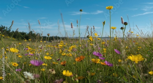 Vibrant wildflowers blooming in natural meadow under clear blue sky