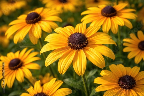 Detailed view of yellow Rudbeckia blossoms showing brown seed centers in garden