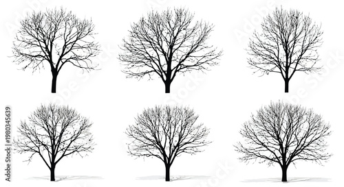A set of six bare trees in different shapes and sizes