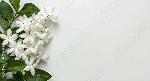 White jasmine flower bunches with fresh green leaves set on a smooth plain backdrop ideal for copy space