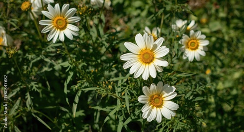 Sun-drenched garden scene with blossoming Eschscholzia californica flowers