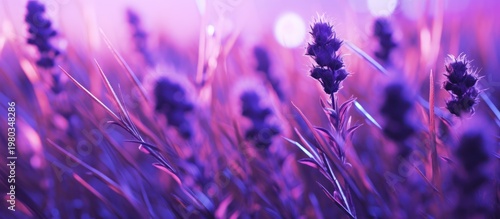 Lose yourself in a dreamlike field of neon-lit lavender and ethereal violet glows.