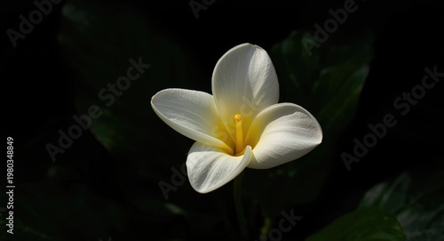 Soft white tiare petals highlighted by deep green leafy background
