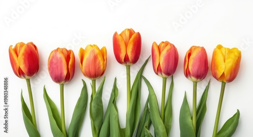 Tulip blossoms in radiant spring colors contrasted with a plain white background