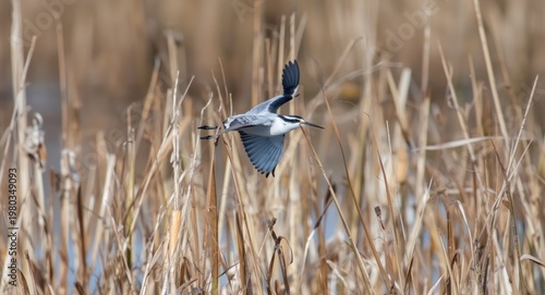 Winter flight of snipe bird above quiet marsh reeds