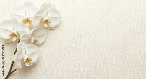 Stylish wedding invitation decorated with white orchids on cream textured backdrop with extensive copy space