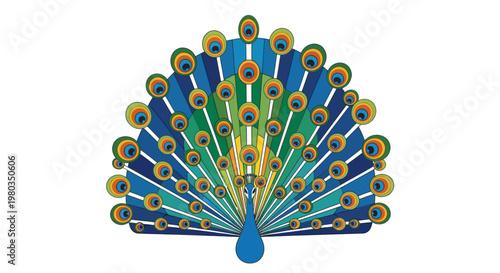 Peacock Fan Tail Feathers Display Colorful.
