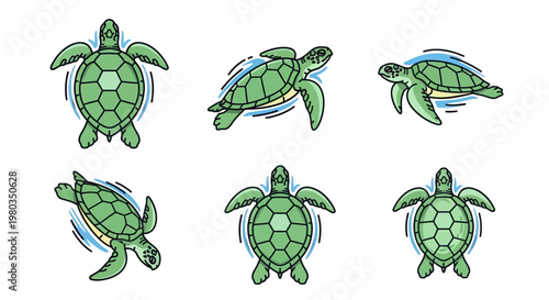 Green sea turtles swimming in water.