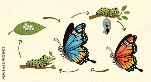Butterfly Life Cycle Stages Metamorphosis Process.