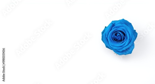 solitary blue rose on a clean white background with copy space