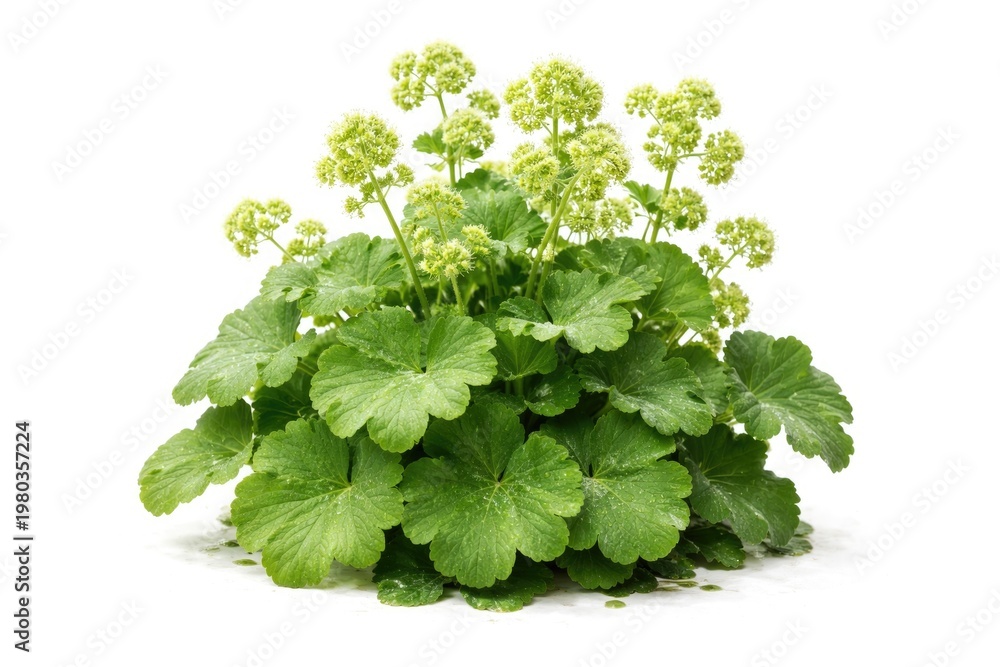 Fototapeta premium Alchemilla mollis herb with fresh green leaves against a clean white background