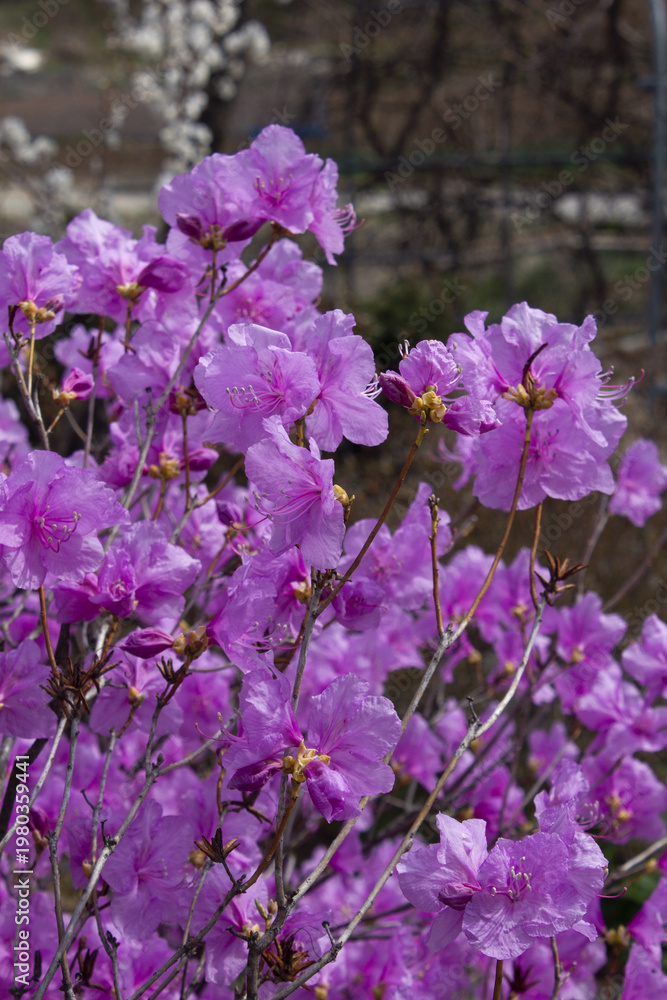 Fototapeta premium Spring flowers, full bloom of azaleas. Azalea flowers to mark the beginning of spring. Flowers botanical garden.