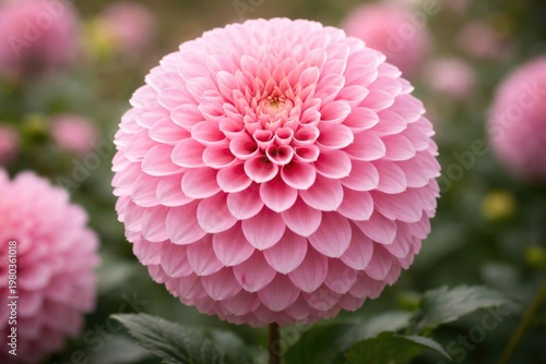 Close up of a fluffy pink pompon dahlia flower in full bloom