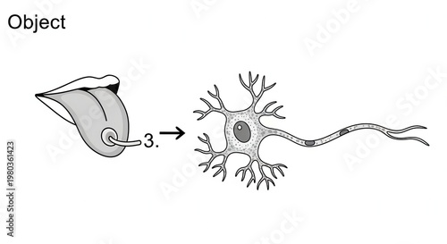 Tongue Taste Bud Receptor Stimulated by Object, Sending Signal to Neuron