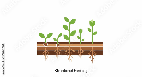 Structured Farming Illustration Showing Plant Growth Stages.