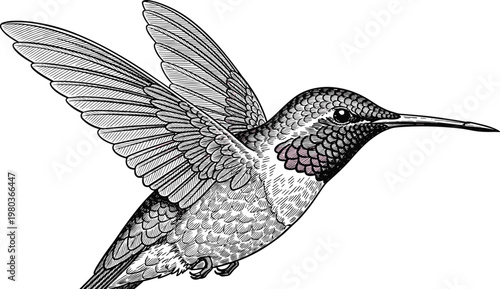 A human arm and shoulder in a detailed hand drawn vintage engraving style, featuring bones and muscles on a black background,