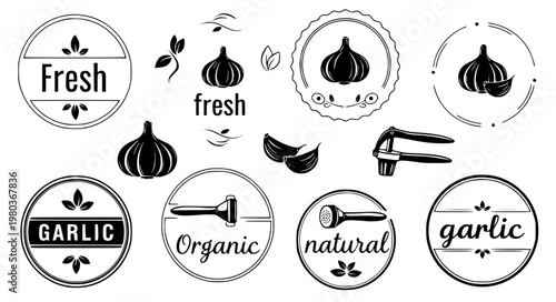 Garlic Label Vector Icons – Organic Fresh Food Badges