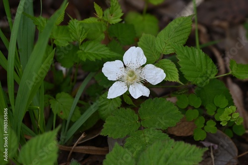 Japanese raspberry (Rubus hirsutus) flowers. Rosaceae deciduous shrub. It blooms with white flowers in spring, and the berries ripen in early summer and are edible.