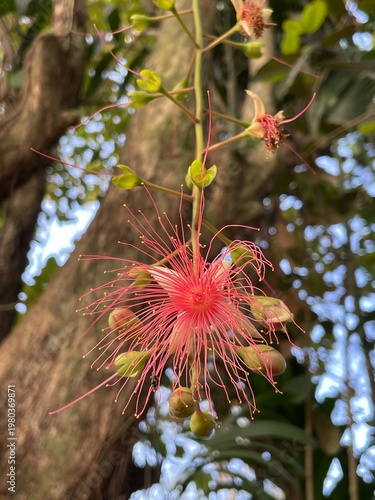 flower of a tree