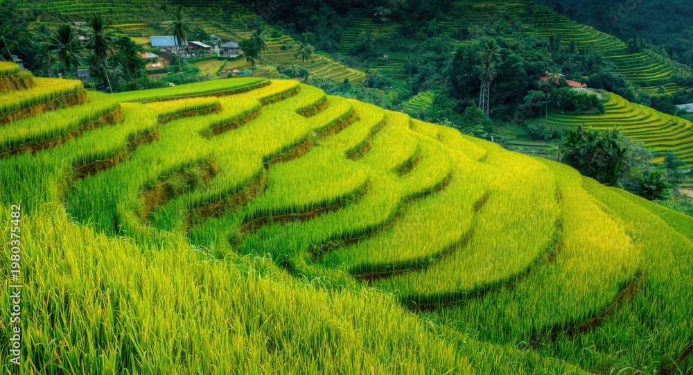 Obraz premium Vibrant green rice terraces outlining a scenic rural landscape