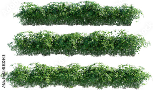 Shrubs and plants on a transparent background