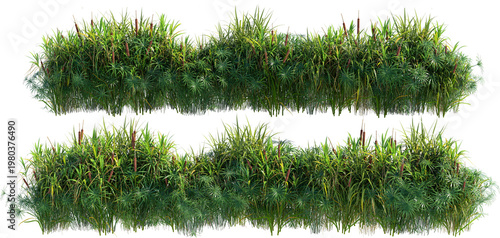 Shrubs and plants on a transparent background