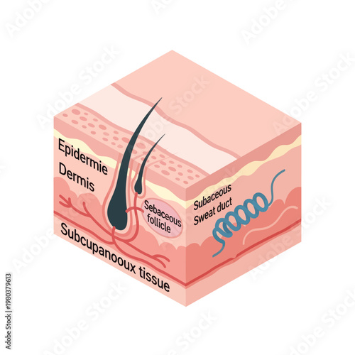 Human Skin Layers and Hair Follicle Diagram.