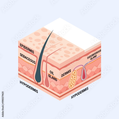 Human Skin Layers Diagram Anatomy.