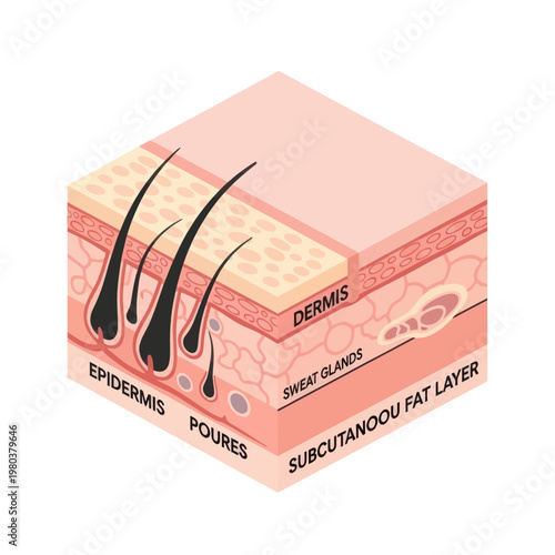 Human Skin Layers Diagram Anatomy Structure.