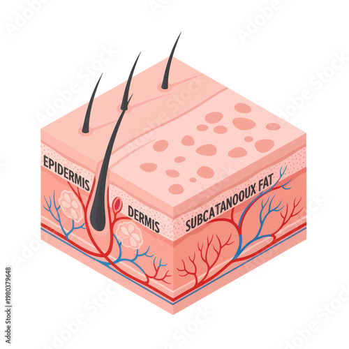 Human Skin Layers Anatomy Diagram.