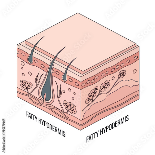 Human Skin Layers Diagram Anatomy Detail.