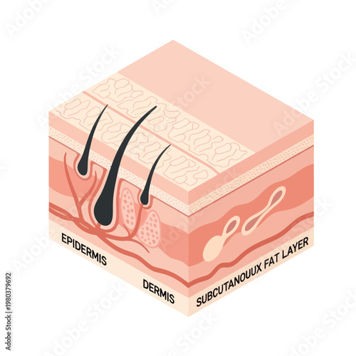 Human Skin Layers Anatomy Diagram.