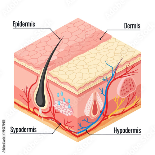Human Skin Layers Diagram Anatomy Illustration.