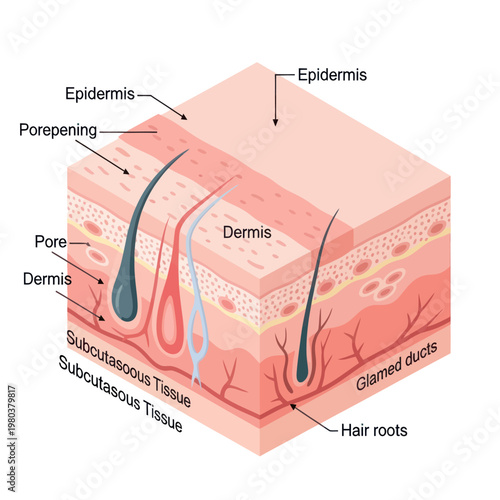 Human Skin Layers Diagram Anatomy Detail.