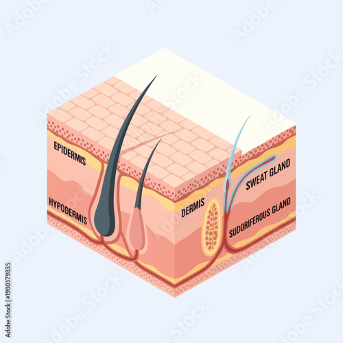 Human Skin Layers and Hair Follicle Anatomy.