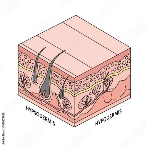 Human Skin Layers Diagram Anatomy Illustration.