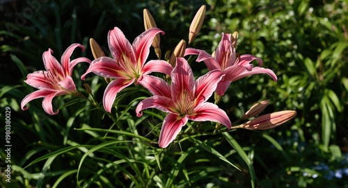Vibrant pink lilies blossoming beautifully in a garden with gentle sunshine and rich green foliage