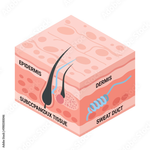 Human Skin Layers Diagram Illustration.