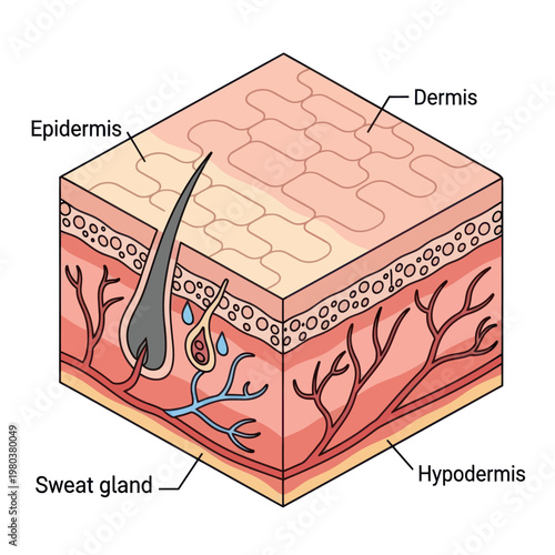 Human Skin Layers Diagram Anatomy Detail.