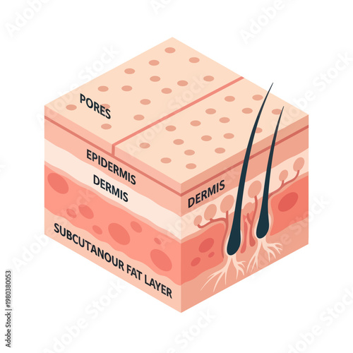 Human Skin Layers Diagram Anatomy.