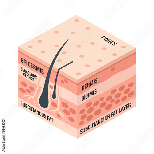 Human Skin Layers Diagram Anatomy Structure.
