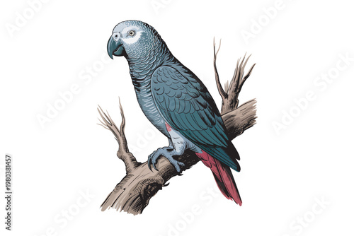 A detailed vintage illustration of an african grey parrot perched on a branch showcasing its intricate plumage on transparent background high-quality.